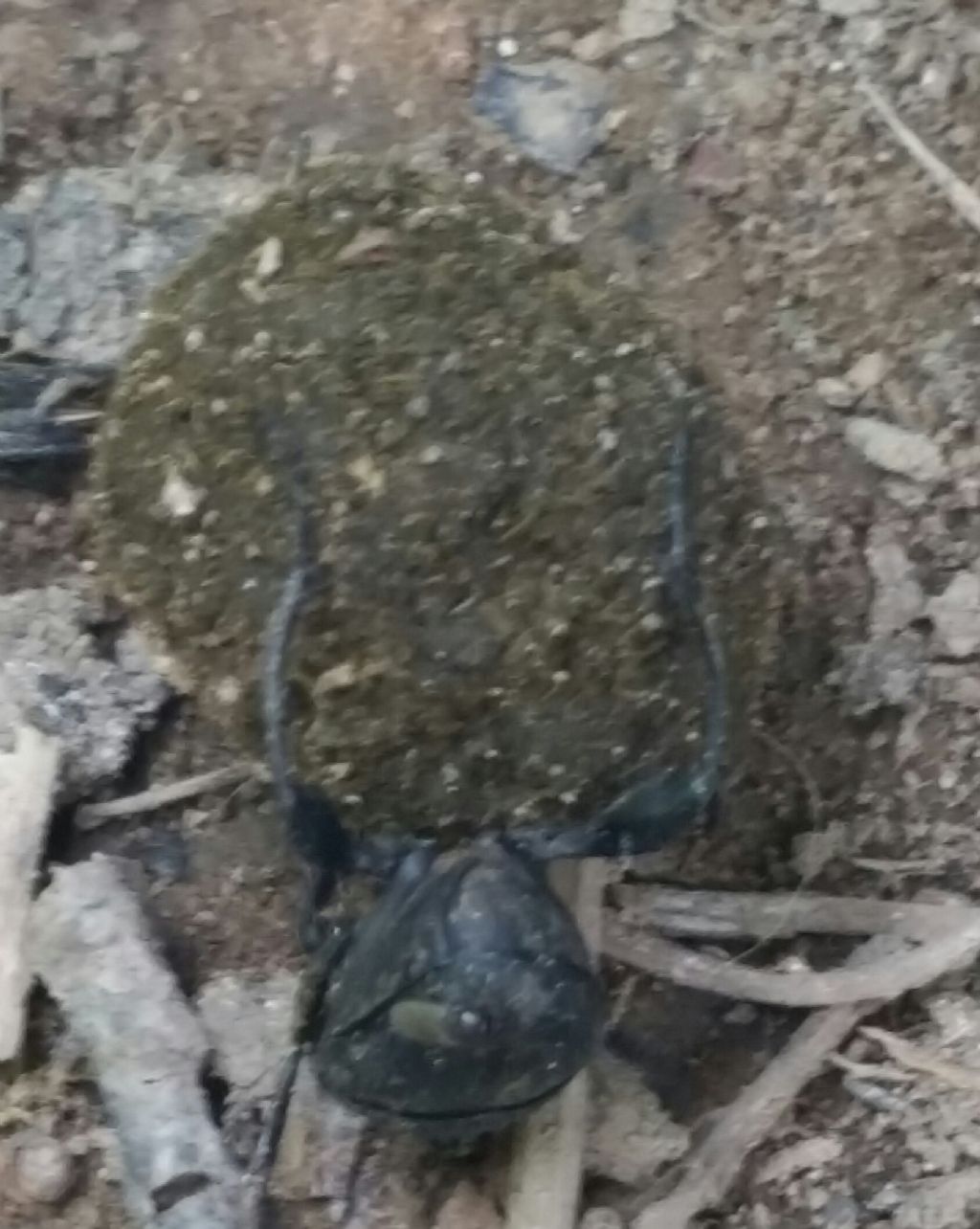 Scarabaeidae: Sisyphus schaefferi